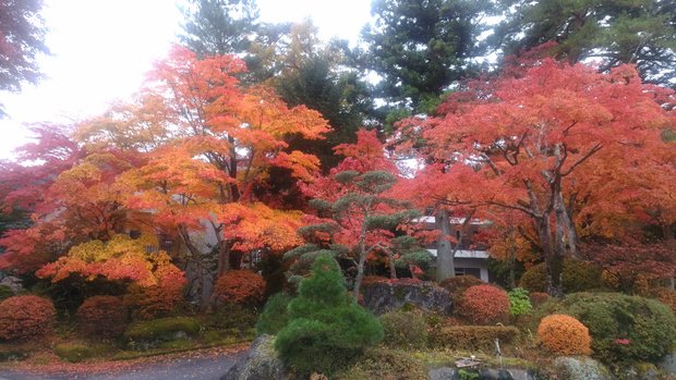 日光も紅葉最盛期　たぐち花店やすらぎホールいやしブログ