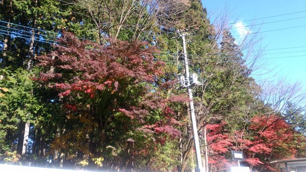 たぐち花店やすらぎホールいやしブログ　ホールの紅葉