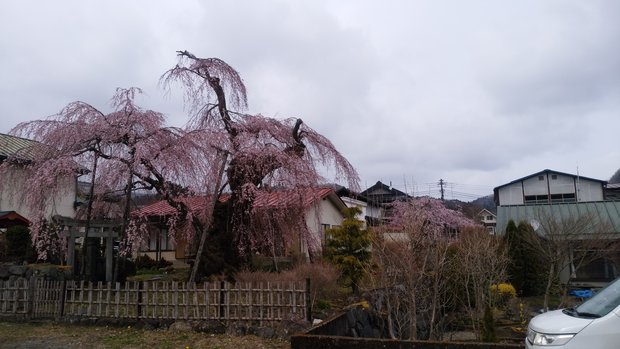 日光聖苑セレモニーいやしブログ　日光の桜も見頃です