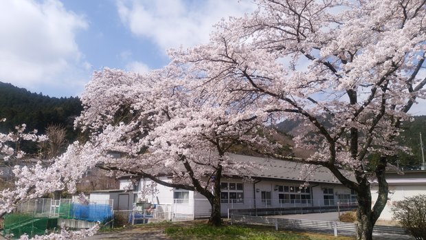 日光の桜が見頃です。