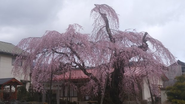 日光家族葬ホールいやしブログ　日光も春！