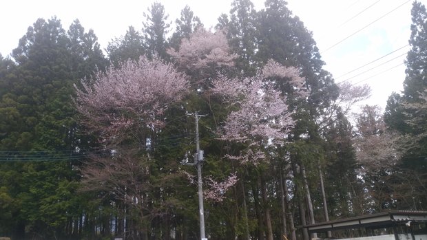 やすらぎホールの桜も満開！